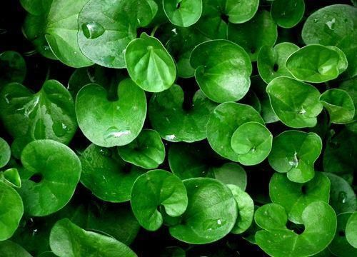 植物也有血液甚至还有血型,有的有剧毒,有的