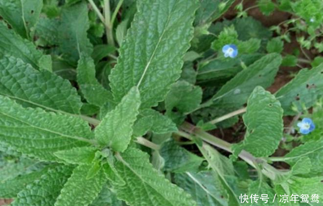 咽喉肿痛痰多难受!用此草泡水喝,咳嗽不咳,胜过