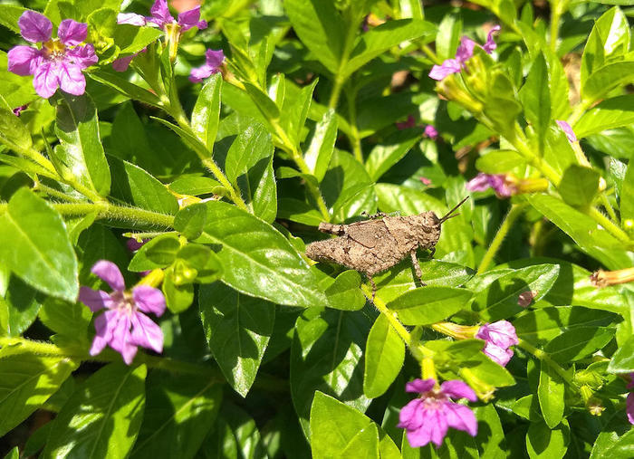 王者荣耀高帧优化,6GB运存满血复活-坚果Pro