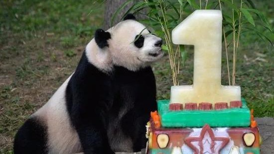美国政府停摆熊猫直播也停了 熊猫爱好者炸了锅