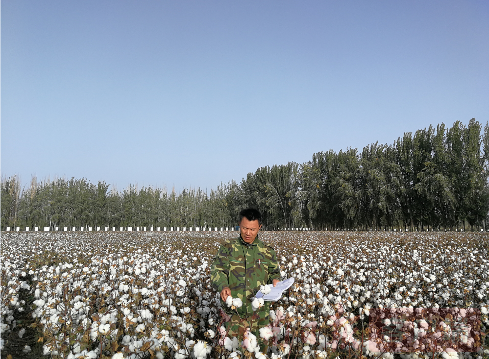 【中国梦•大国工匠篇】严根土:一年行程10万公里,只为一粒“中国棉” 【中国梦•大国工匠篇】严根土:一年行程10万公里,只为一粒“中国棉”