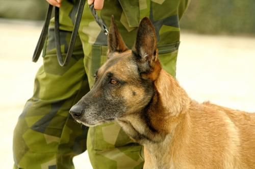 报应!嘲讽中国军犬进化一万年都比不上日本狼青 结果见面被咬死