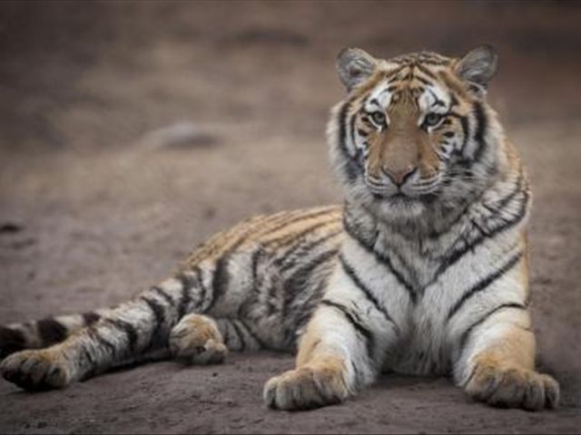 在自然界当中能与东北虎较量的是谁呢?专家的