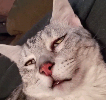 猫咪这是怎么了,是做梦吗?