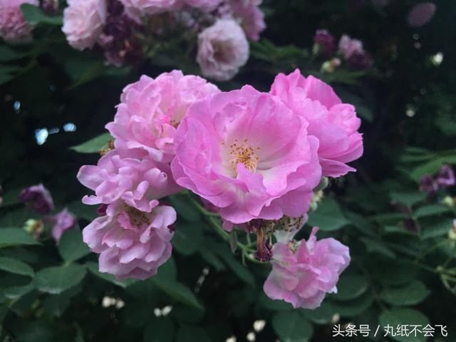 西安网红小区,满园春色关不住,一支蔷薇出墙来