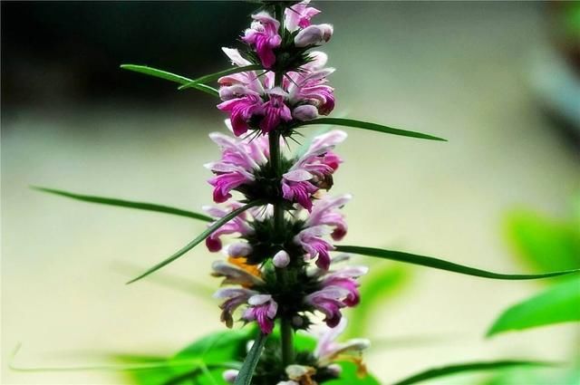 女朋友大姨妈来了,光会买红糖怎么够,你该学会