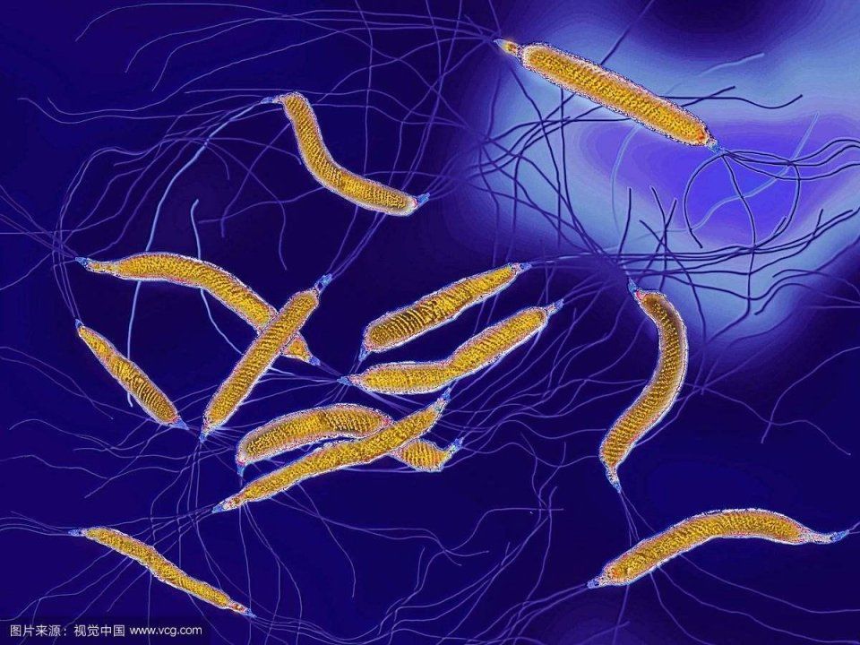 幽门螺杆菌最怕四种食物,只需长期坚持,四种胃