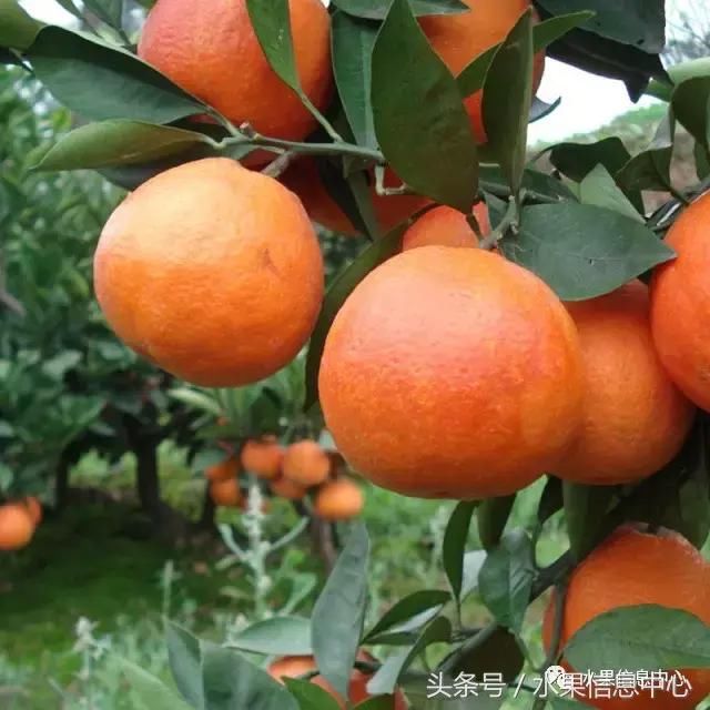 最全橙子品种产地大揭秘