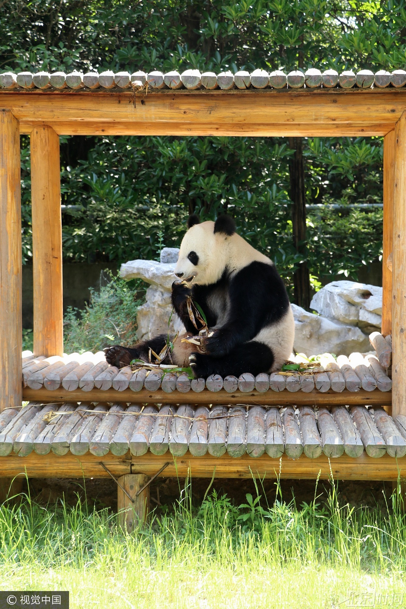 2017年5月26日, 我国传统节日端午节临近,当日,扬州茱萸湾动物园的饲养员用窝窝头、竹粉、苹果等食材为大熊猫、袋鼠等动物精心制作了特殊的粽子,让它们享受美食迎接端午。