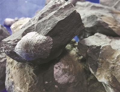 奇事：

　　他在山地上发现珊瑚化石

　　记者看到，赵先生共发现了十几件大小不一的“珊瑚化石”和“贝类化石”。这批石头有一个共同特点，都呈现灰黑色，如同煤炭。其中一块较大石头经打磨后可以看到一个个圆圈，圆圈内是一些规律性的“花纹”。“这一件就是珊瑚化石。”赵先生对记者说。

　　还有一些小石头，外表上看如同是现代的贝壳，表面上还有明显的纹理，不过这些“贝壳”与石头“长”在一起，颜色也呈灰黑色。

　　赵先生告诉记者，他是一名化石爱好者，平时喜欢在野外捡石头。这批化石是他在佛山三水与广州花都交界处的山地发现的。“是在一处废弃的采石场发现的，由于开采石矿挖开了地层的剖面，我沿着山坡往下走，结果偶然捡到了这些化石。”他说，刚发现这些化石时，表面还有金属的光泽，可能与含硫铁矿有关。

　　“当地地质条件复杂，既有石炭纪也有泥盆纪等不同时代的地层，在年代上难以区分。”赵先生表示，据他初步判断，这些化石来自石炭纪，距今已有3亿多年。

　　赵先生还认为，这些化石有可能见证了广东地区自然环境的海陆变迁。“这里有可能在3亿多年前是大海，后来经过地质运动抬升为陆地。”他猜测说。