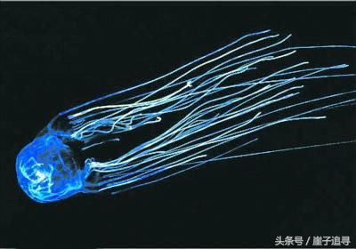 深海1万米巨型生物
