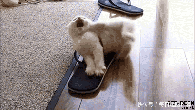 400_225gif 动态图 动图