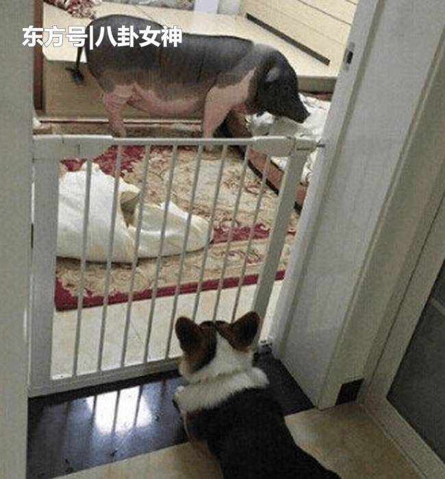 女孩与猪生活5年 习惯和它同吃同住 热点 热图3 女孩与猪生活5年 习惯和它同吃同住 热点 热图3