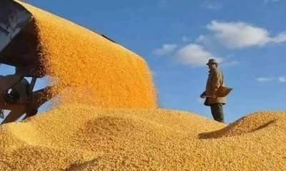 六毛五一斤!东北三省2018年上秋玉米开秤价格预测