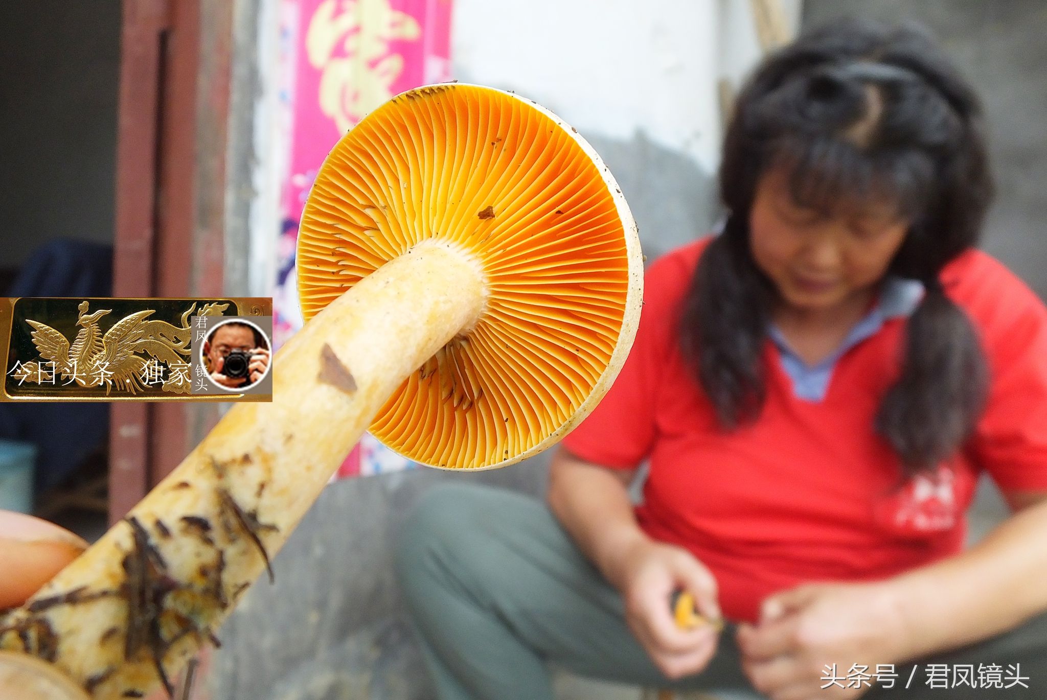 湖北宜昌:农民在松树林里采松菌,售价40元一斤