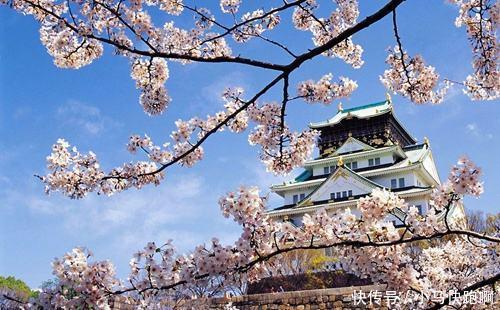 日本爱学习中国文化一点不假,连对樱花的喜爱