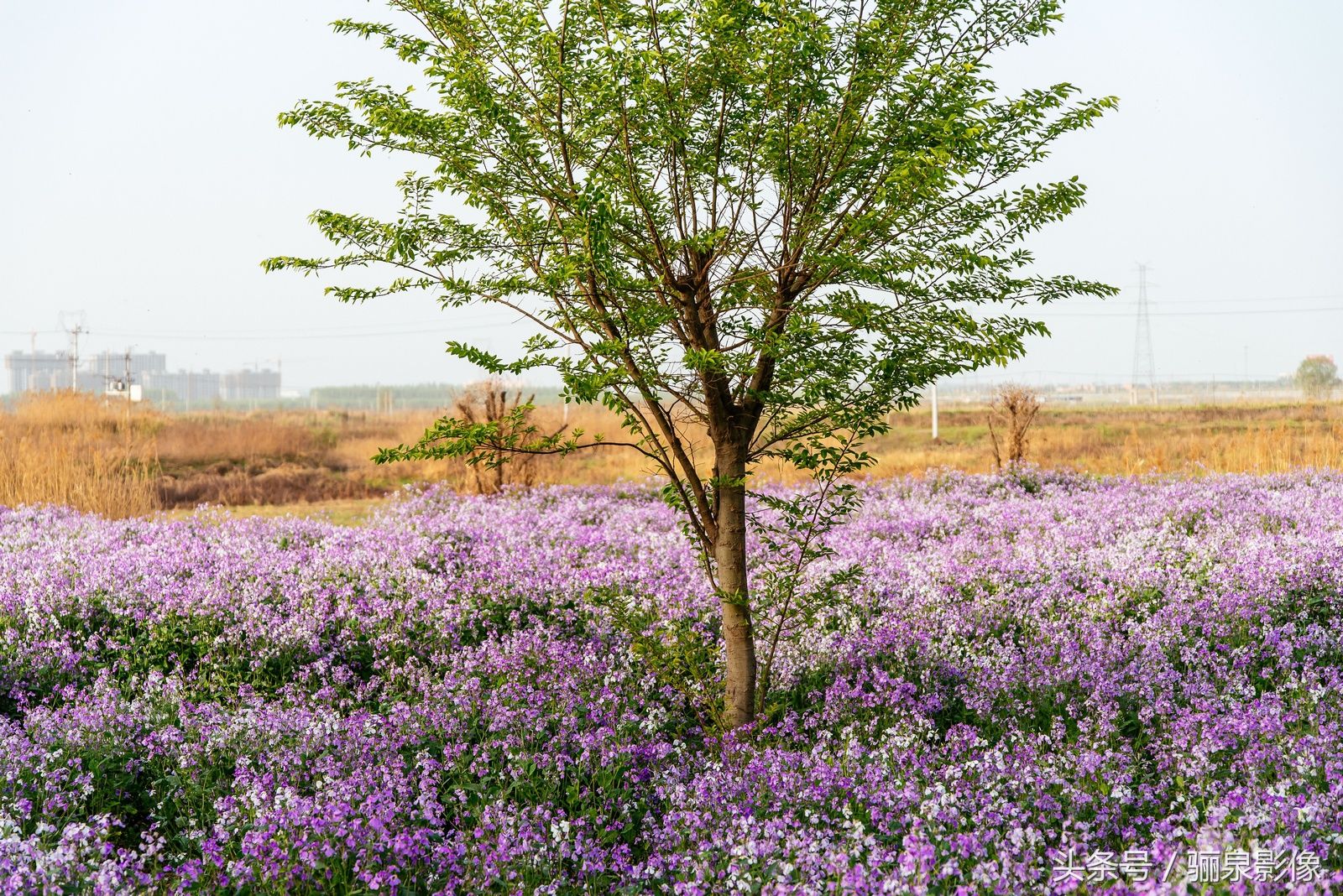 陕西关中:渭南渭河生态公园春意盎然 游人如织