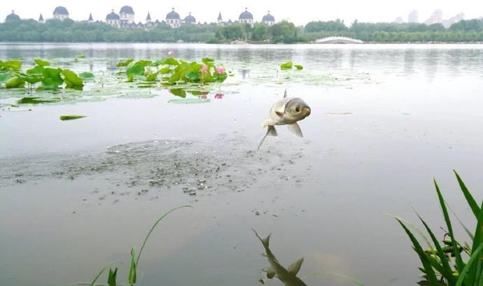 天降甘露鱼儿欢，21日清晨，南湖湖面发生了一幕罕见的景象。
