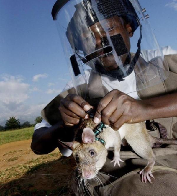 大家一定非常好奇,这些巨鼠难道有"神灵附体",不会被炸死吗?