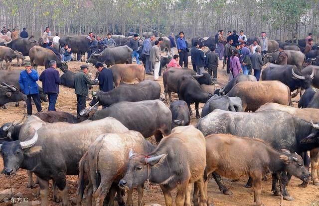 为什么农村养牛的人越来越少?有几个原因?