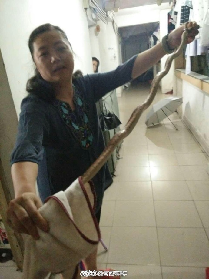 生猛!大蛇夜闯高校女寝 老师徒手擒蛇做夜宵 生猛!大蛇夜闯高校女寝 老师徒手擒蛇做夜宵