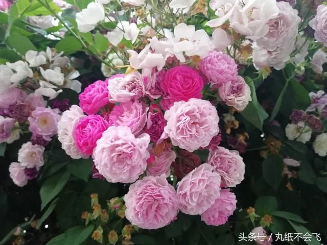 西安网红小区,满园春色关不住,一支蔷薇出墙来