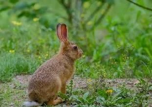 2018-2019年最火爆最赚钱的养殖项目你知道吗