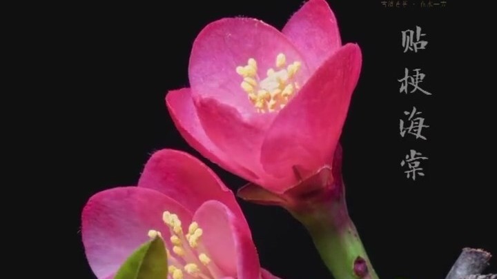 绝美！迎春花、风信子、玉兰花、郁金香……延时摄影记录生命的绽放❀