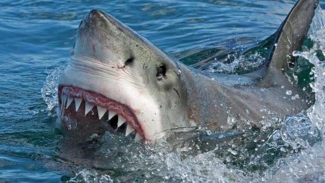 女子来了大姨妈,不听朋友劝阻,非要下海游泳