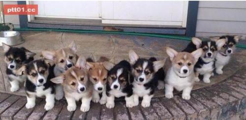 十个不养柯基的理由与十个柯基受欢迎的原因