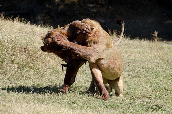 众狮为了争夺羚羊大打出手,不料两只狮子打的让人都看不出是狮子