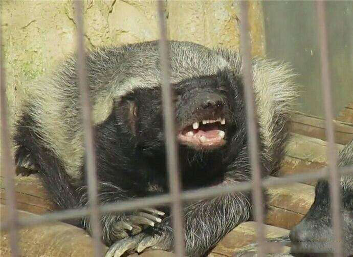 非洲平头哥蜜獾永不为奴 除非把它的牙磨了