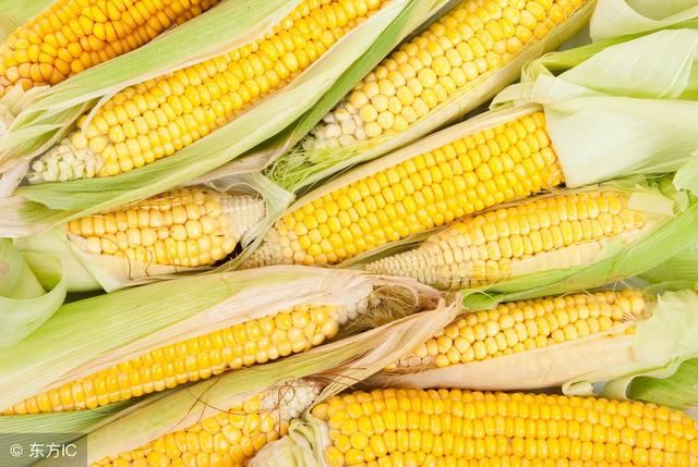 2018年玉米多少钱一斤?最新秋玉米行情走势预