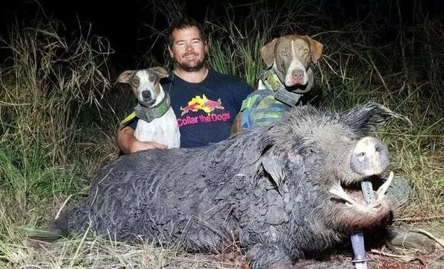 澳洲野猪泛滥成灾,当地人捕获后用来喂食鳄鱼