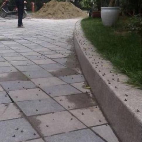 辟谣 | 近日,日本大阪发生强震,关于地震的谣言