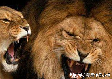 两头食人雄狮,被称"黑夜幽灵",臭名昭著,铁路工人被吃到罢工