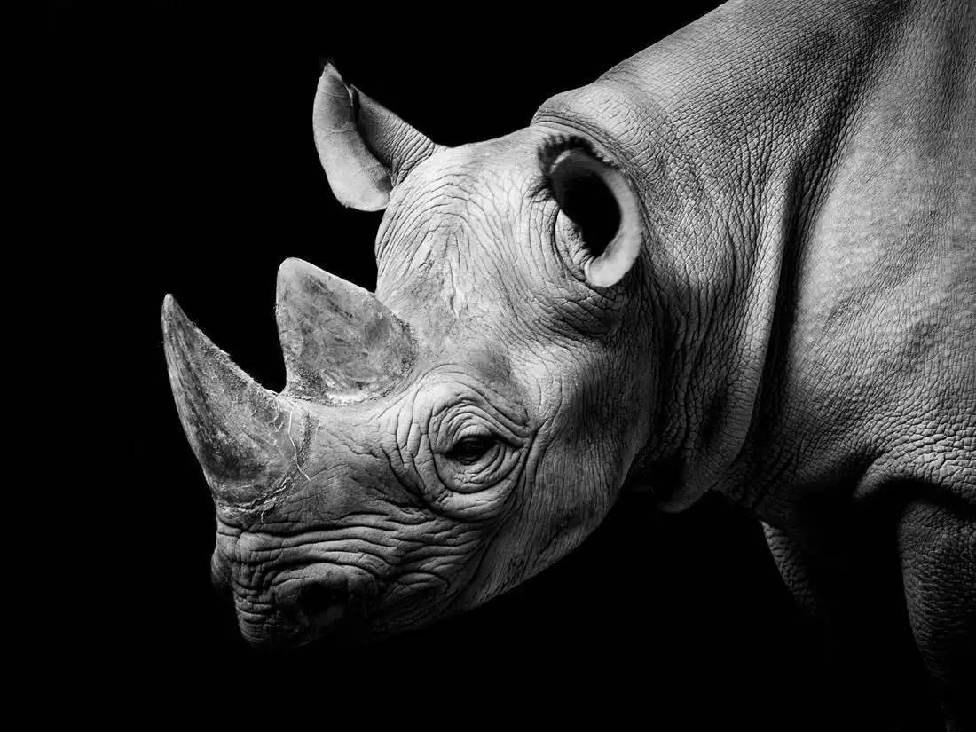 房地产不会是中国经济的"灰犀牛"