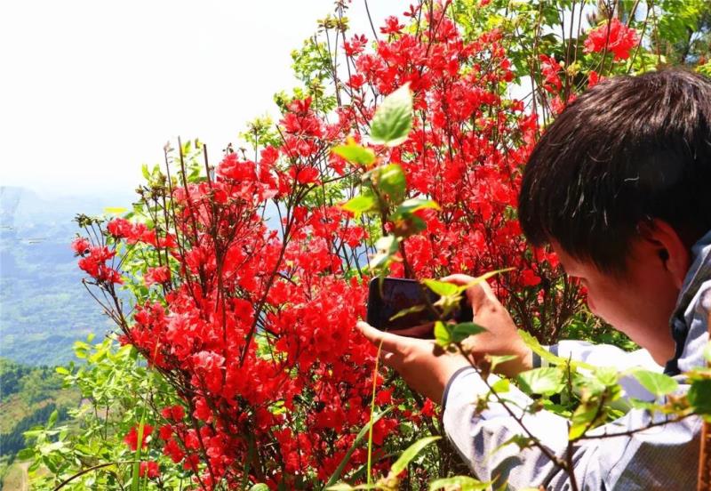 梁平杜鹃花观赏大地图出炉