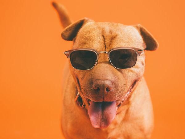 宠物饲养法,饲养图片