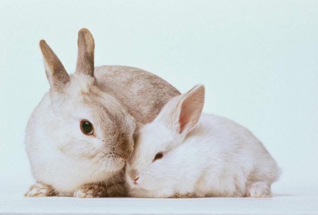 客厅风水迎财运 生肖兔五路财神齐驾到 逢凶化