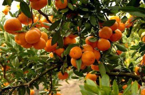 十月上市丨海盐成功试种柑橘贵族红美人 凭什