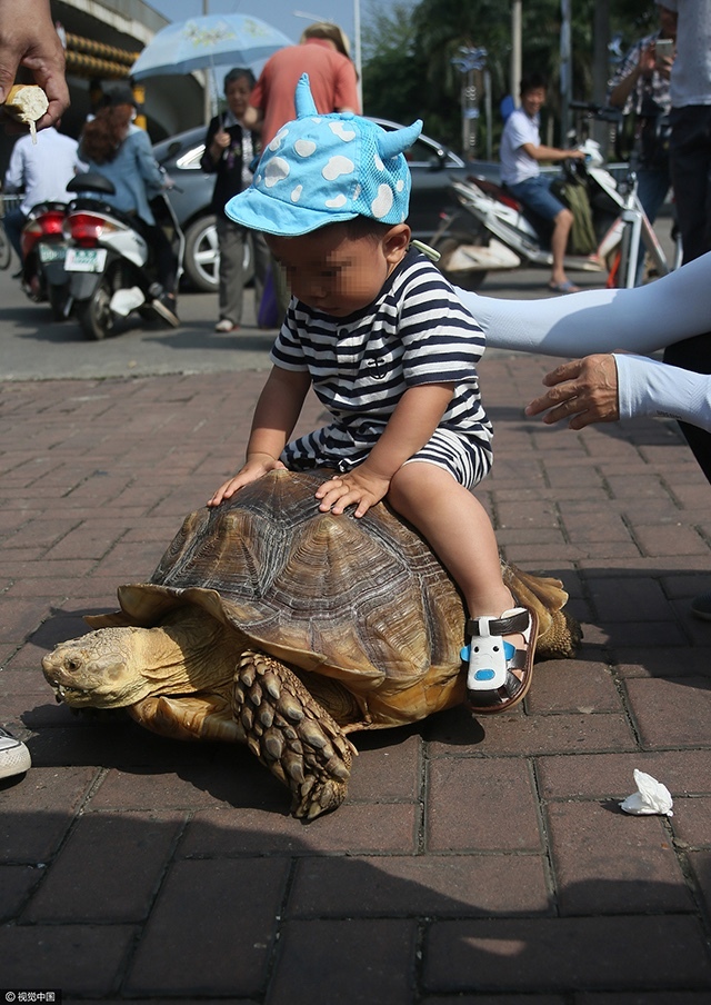 奇闻!7岁象龟能听懂主人话