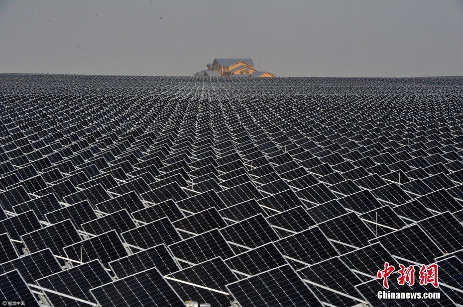 银川十万亩光伏板下种枸杞 发电绿化两不误