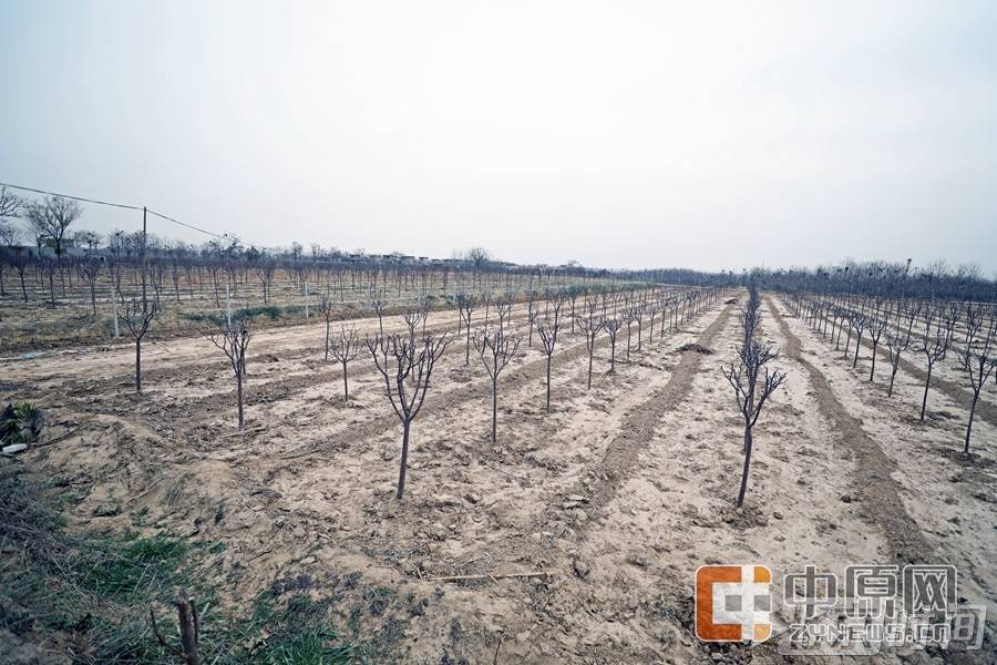 【学思践悟十九大】第一 书记讲好故事④|大槐树下的第一 书记|新闻动态-《对话中国品牌》栏目采编中心 【学思践悟十九大】第一 书记讲好故事④|大槐树下的第一 书记|新闻动态-《对话中国品牌》栏目采编中心