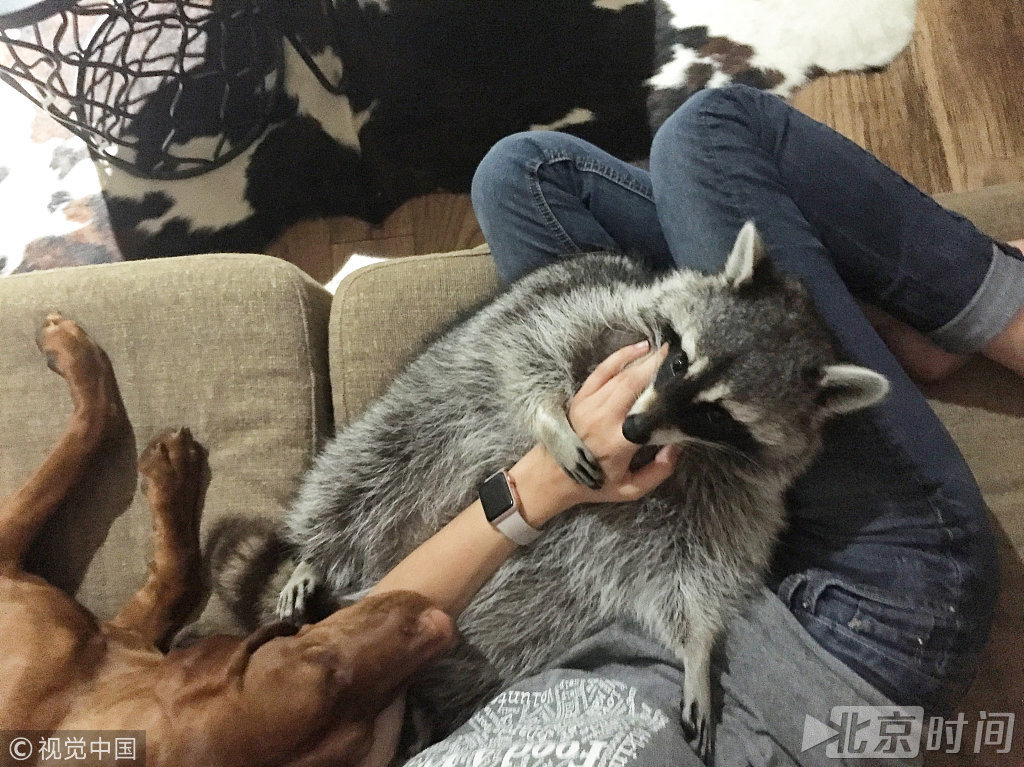 今年6月，当贝瑟妮想要将其送回野外时，浣熊琼并不肯出来，它已经完全适应了宠物生活，无法再成为一只真正的浣熊。