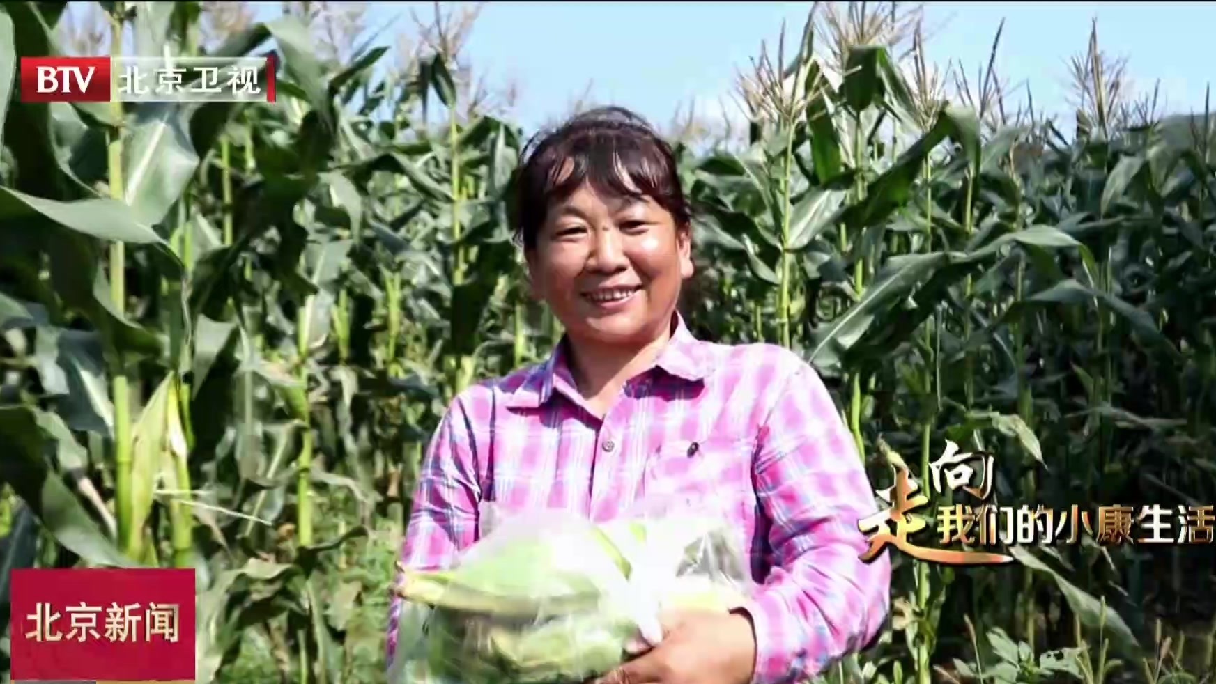 走向我们的小康生活 | 鲜食玉米助力北京延庆周四沟村增收脱低