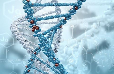 最极因:研究发现基因衰老的开关