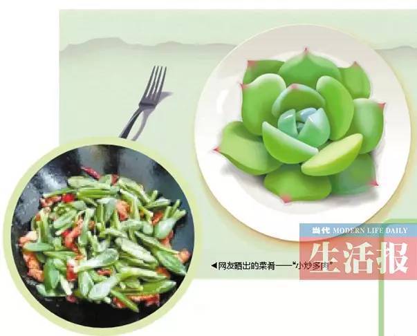 有吃货把多肉植物当 有吃货把多肉植物当