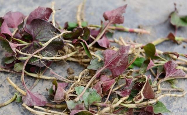 鱼腥草的气味和它的名字一样,有腥味,不好,但很有效.
