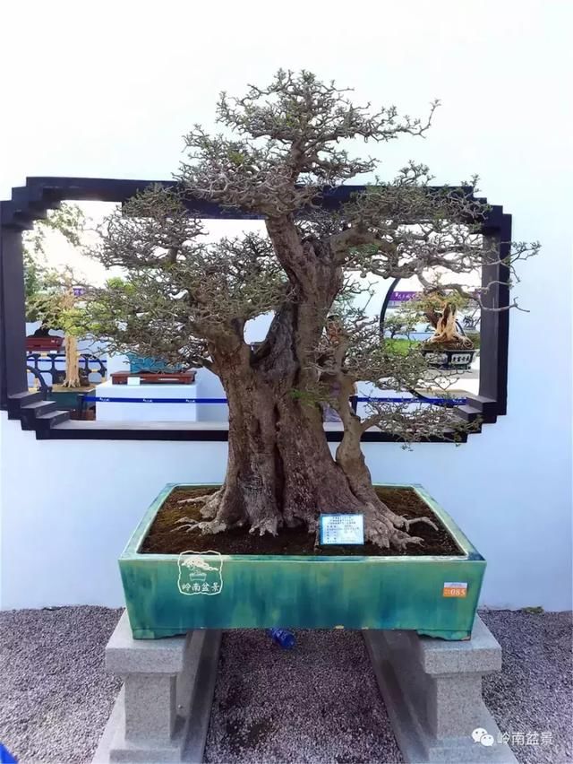 对节白蜡是二级保护树种,听说武则天与对节白